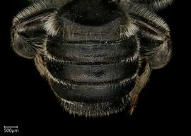   Megachile priuna  male abdomen, photo: Shaun Heller 
